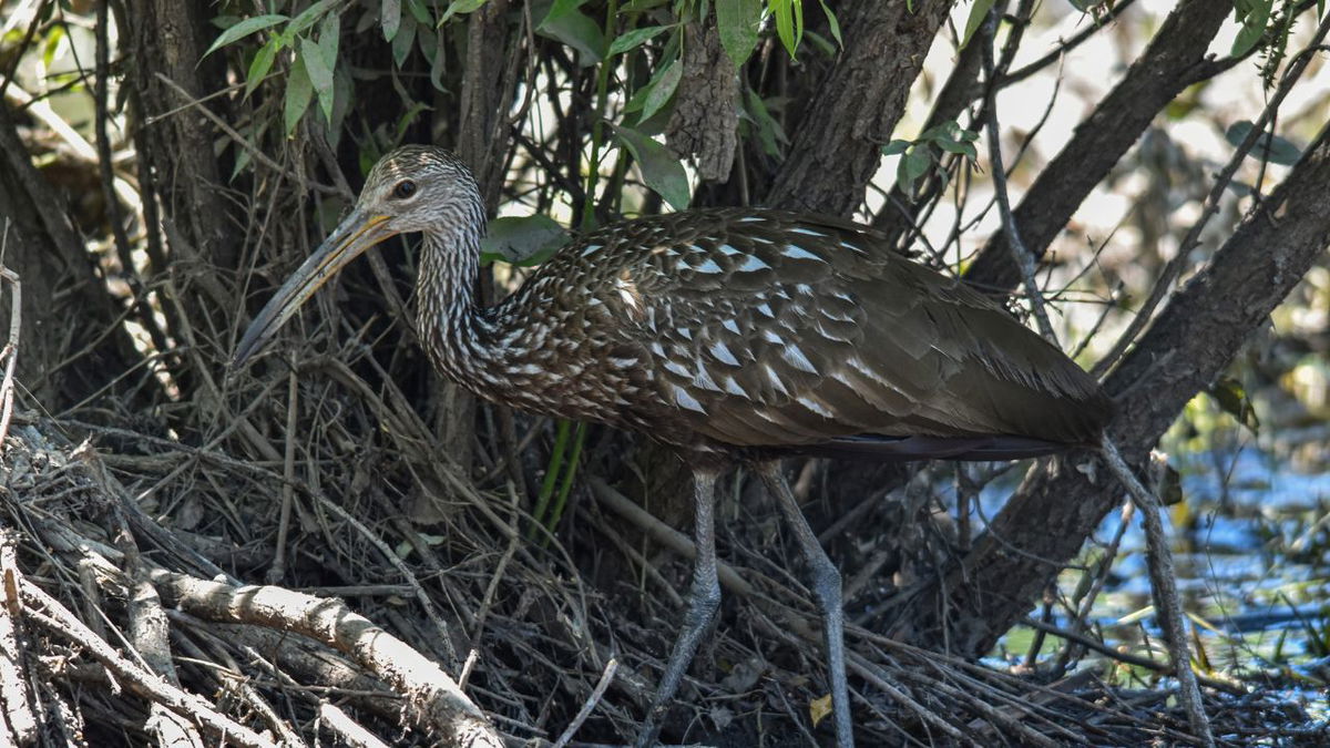 A photo of the Limpkin taken on July 4th at the Ramah State Wildlife Area. 