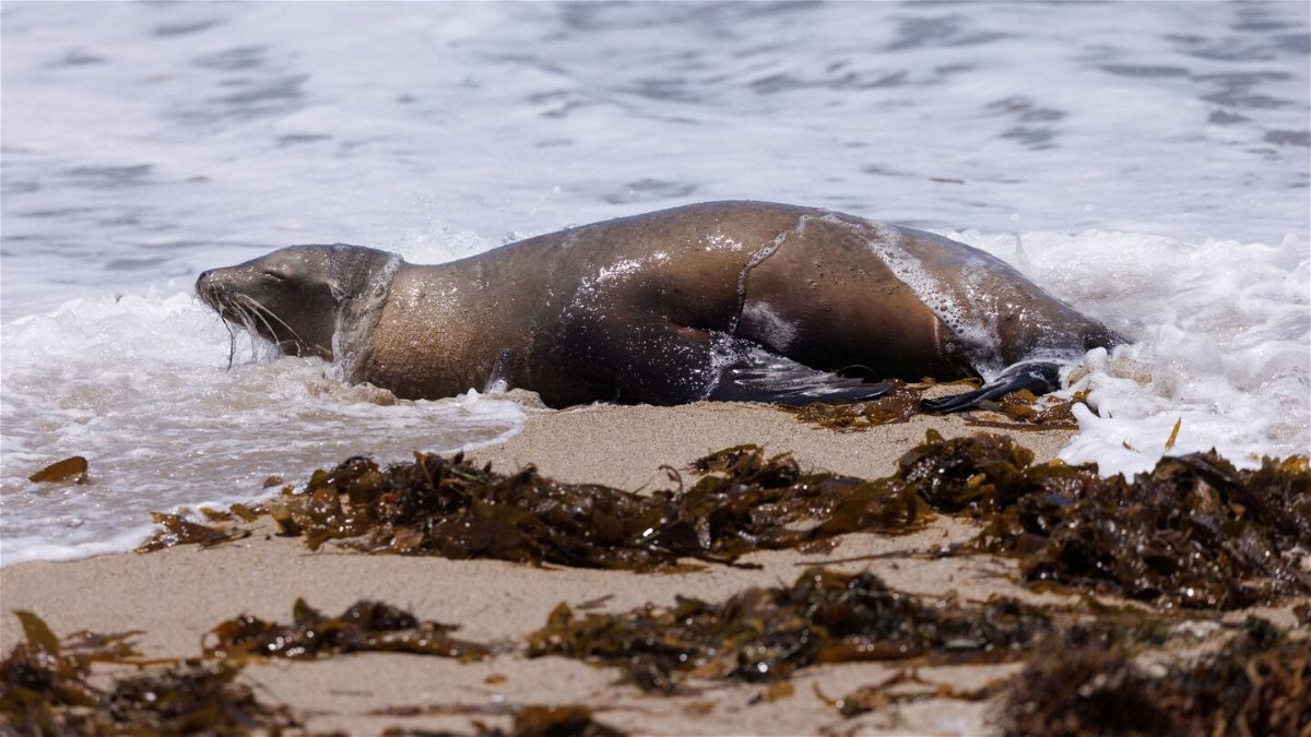 <i>Mike Blake/Reuters</i><br/>A sick sea lion is marked with paint and left in Redondo Beach
