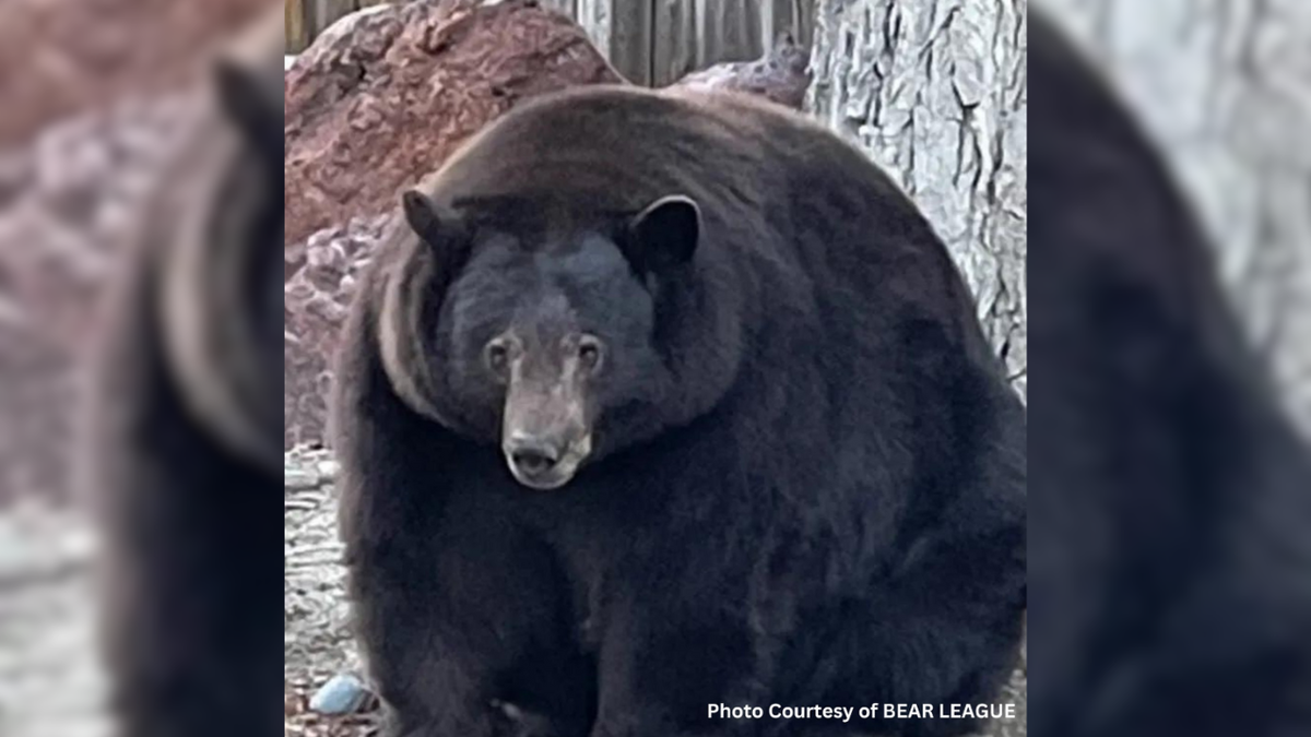 Notorious California bear named 'Hank the Tank,' to be transferred to ...