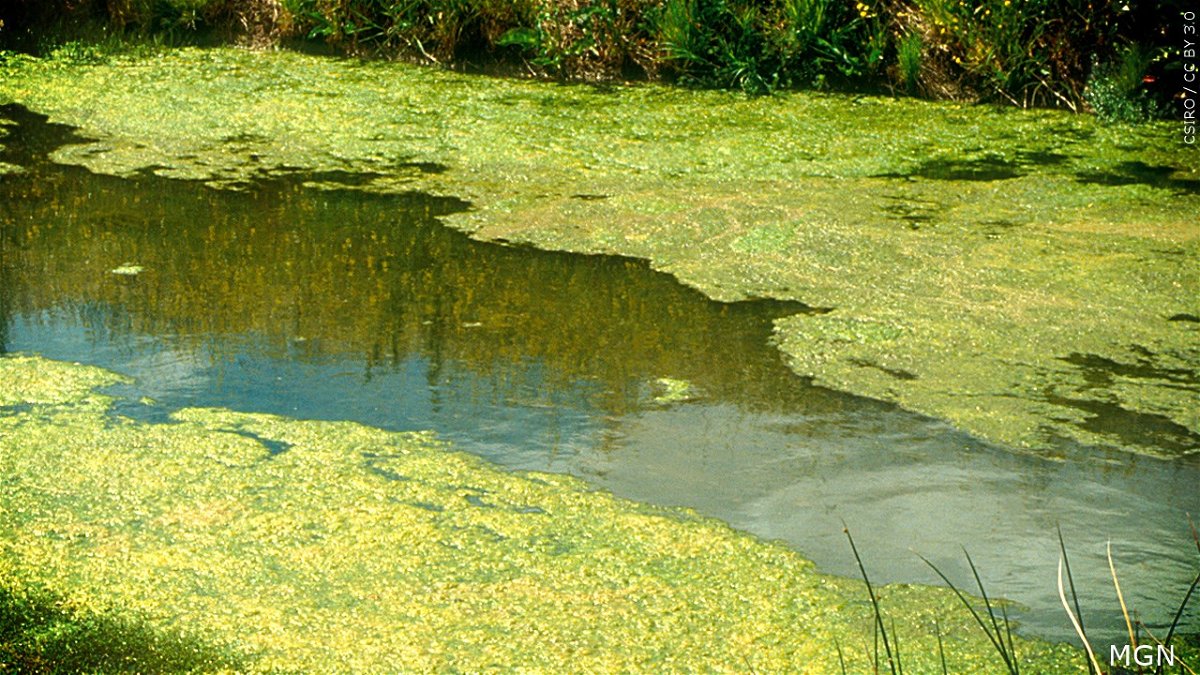 Image of blue-green algae