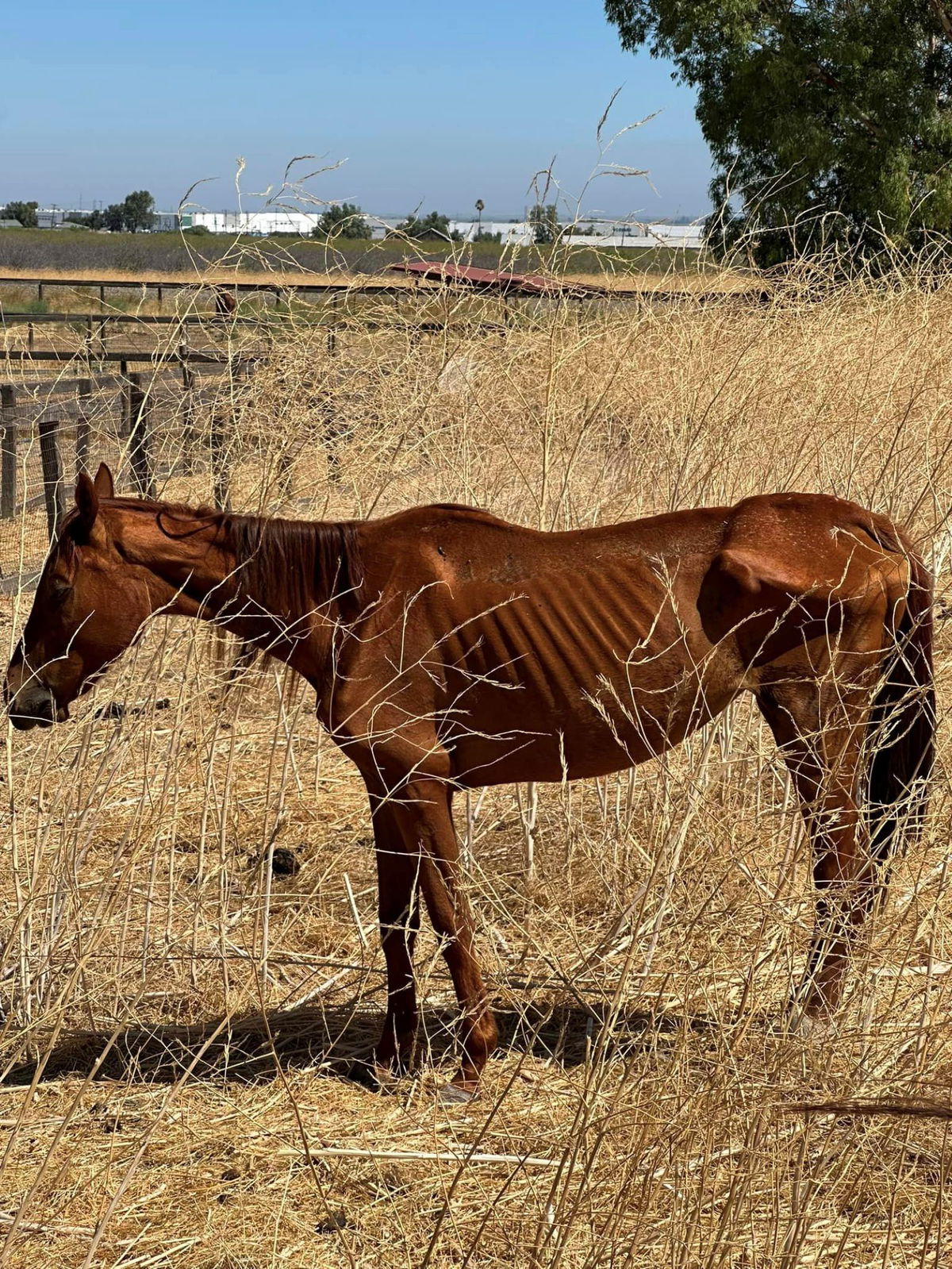 <i>San Joaquin County Sheriff's Office</i><br/>