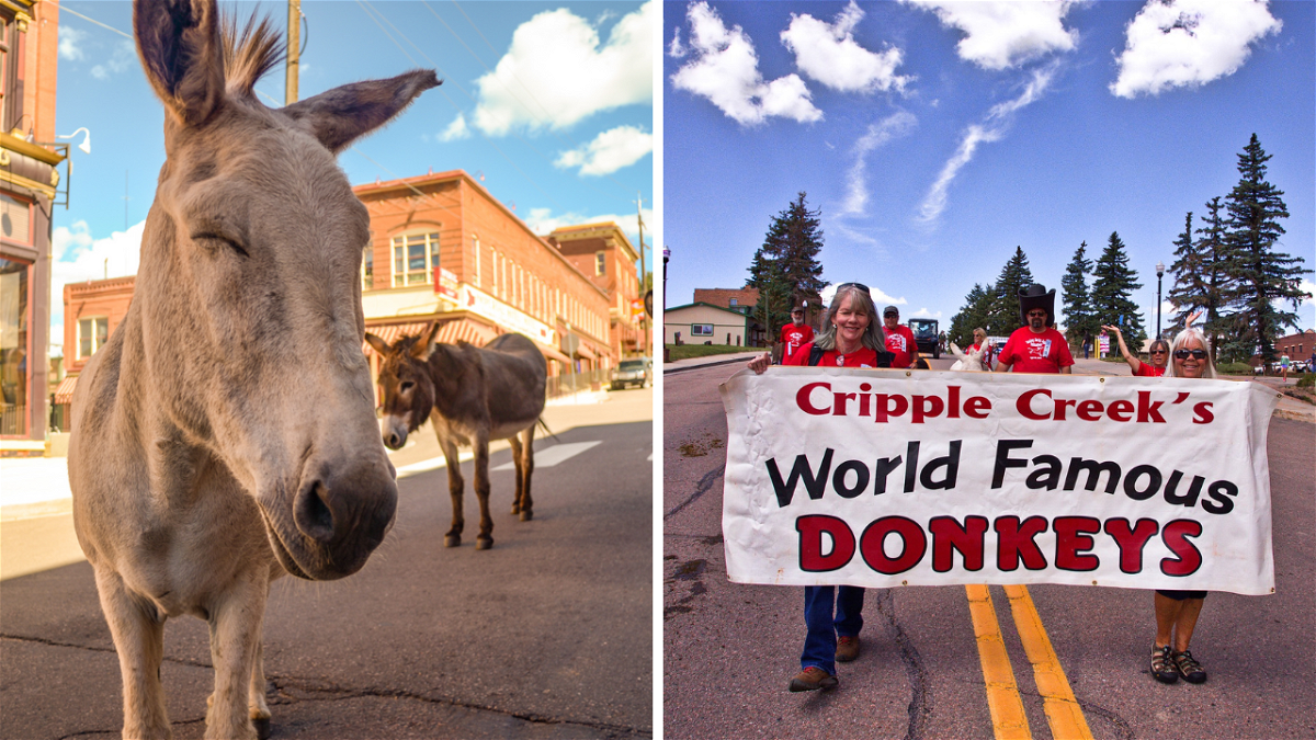 92nd Annual Donkey Derby Days kicks off in Cripple Creek KRDO