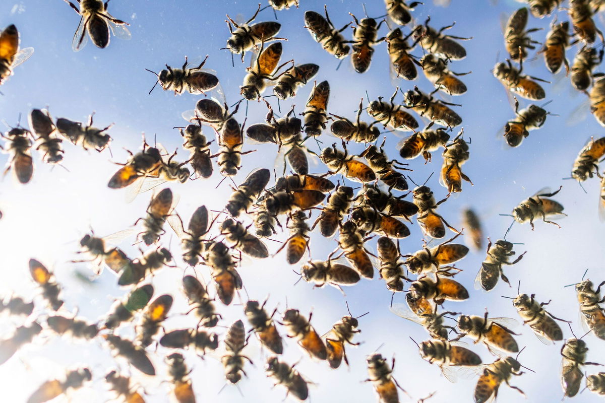 <i>Carlos Osorio/The Canadian Press/AP</i><br/>Bees buzz around after a truck carrying bee hives swerved on Guelph Line road causing the hives to fall and release bees in Burlington