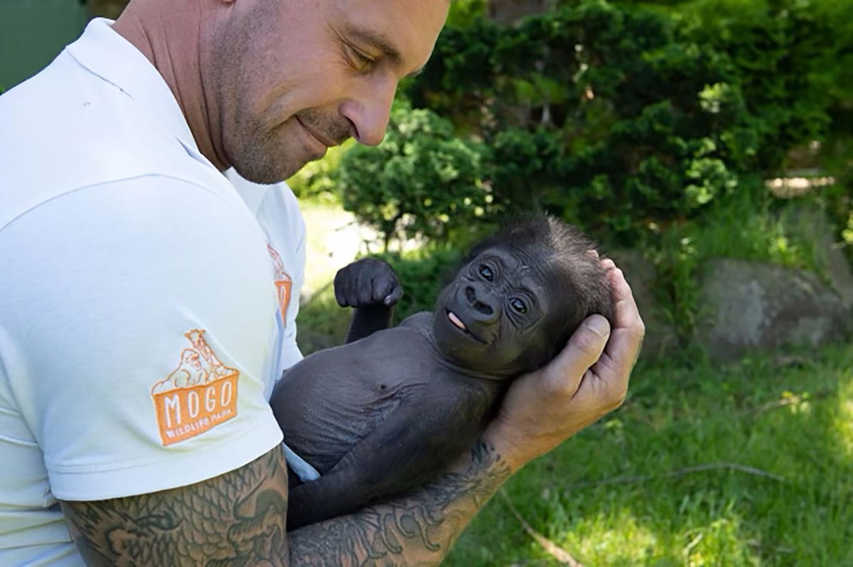 This baby gorilla almost died before a zookeeper held him close. Now he has  a new adoptive mom | KRDO