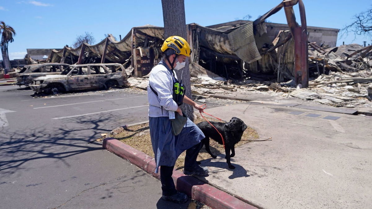 <i>Rick Bowmer/AP</i><br/>Dogs trained to detect human remains have been dispatched to the ruins of west Maui from California