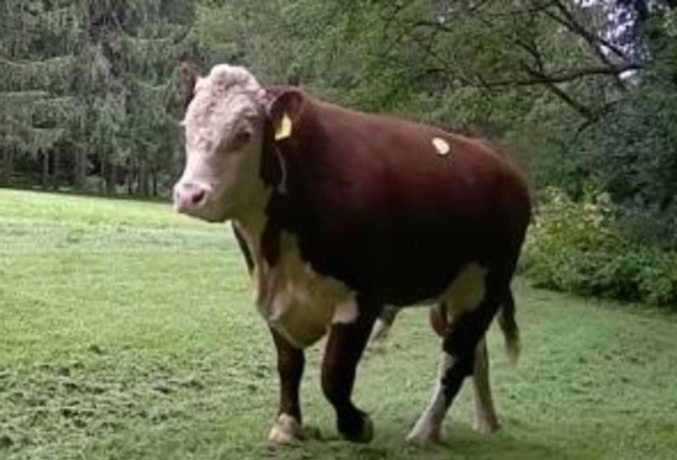 <i></i><br/>A bull has been on the loose for several days in Barrington Hills