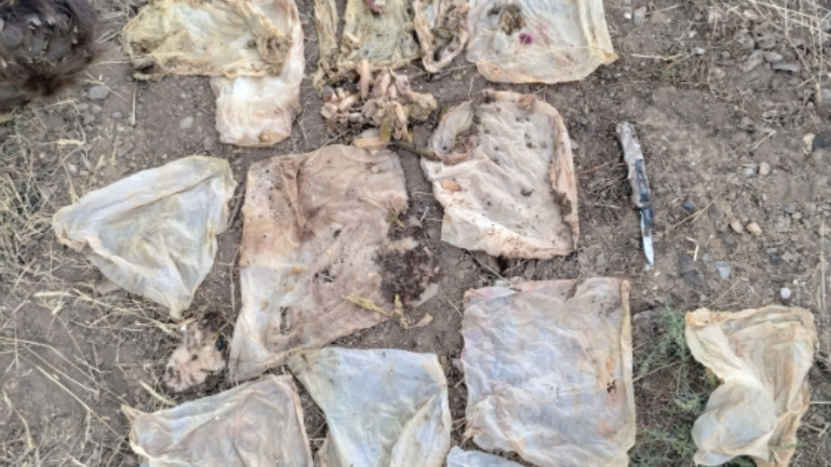 A photo shows wipes removed from the stomach of a black bear euthanized Sept. 9 in Telluride. The wipes, along with other trash, caused a severe intestinal blockage that prevented the bear from digesting food.