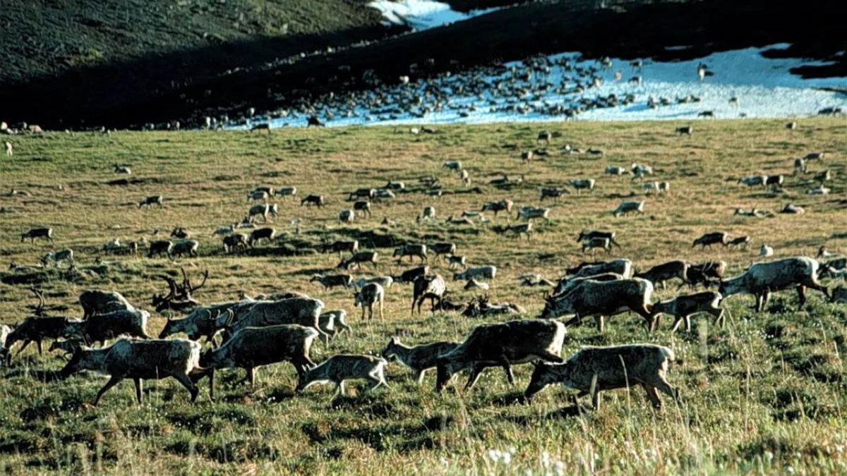 Caribou graze in the Arctic National Wildlife Refuge in Alaska in this undated file photo. The Biden administration announced Wednesday it will cancel seven Trump-era oil and gas leases in the Arctic National Wildlife Refuge.
