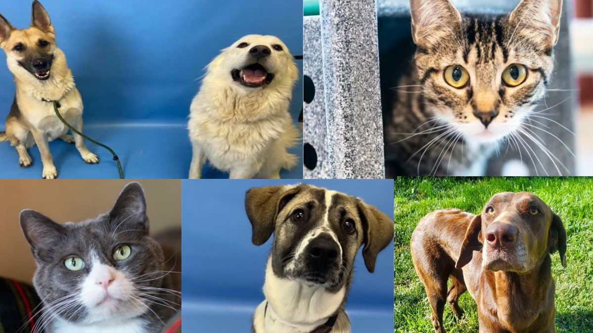 Animals currently available for adoption