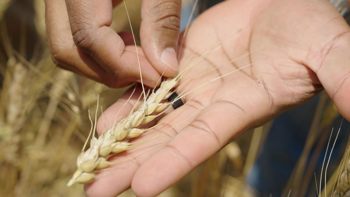 <i>CNN</i><br/>Haynie holds a piece of wheat grown in Northumberland County