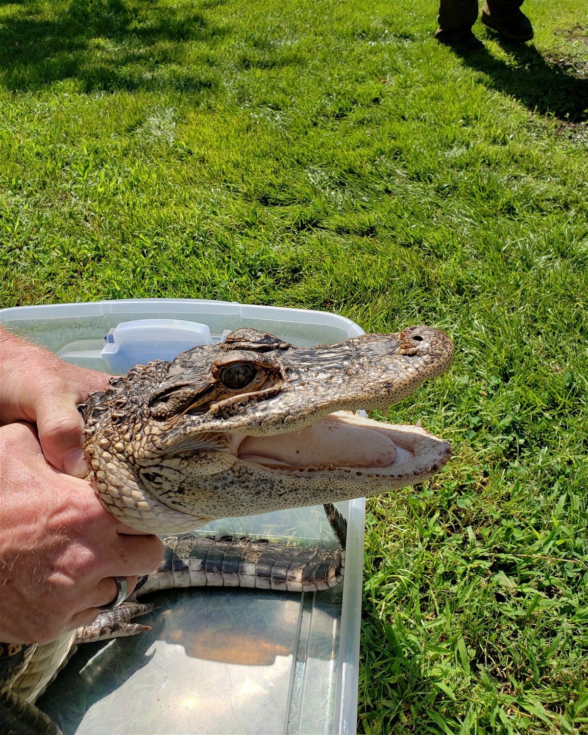 florida state reptile alligator