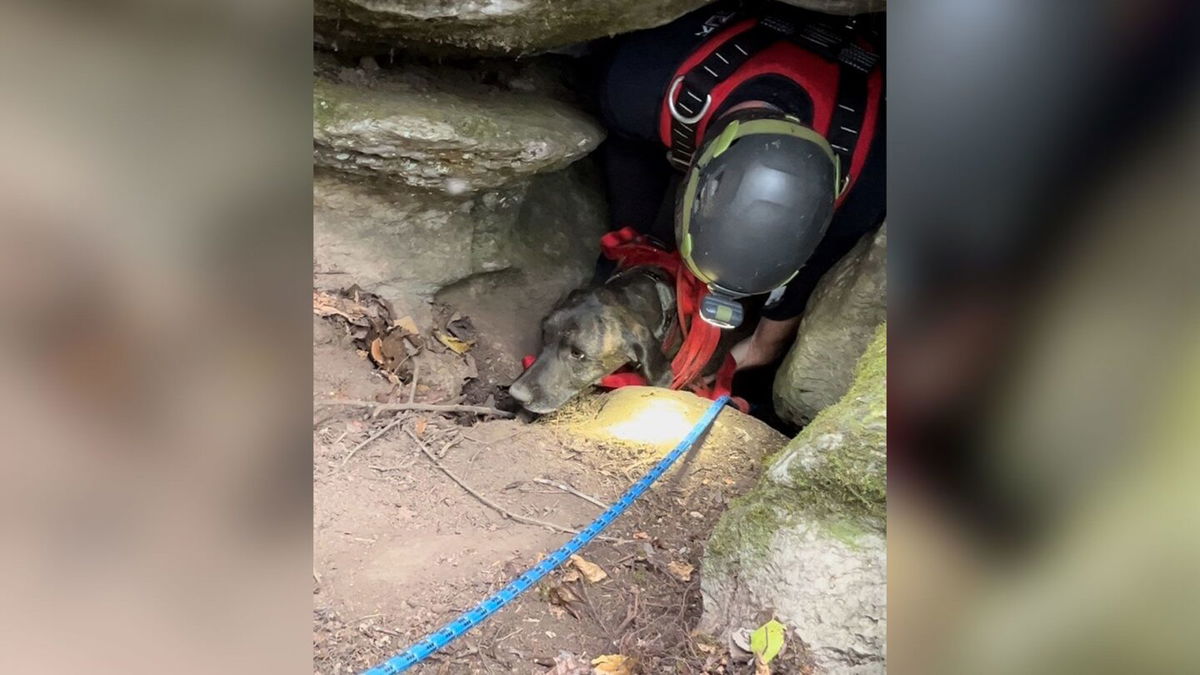 <i>Waldens Creek Volunteer Fire Department</i><br/>The dog spent three days trapped underground in the narrow cave before rescuers were able to reach him.