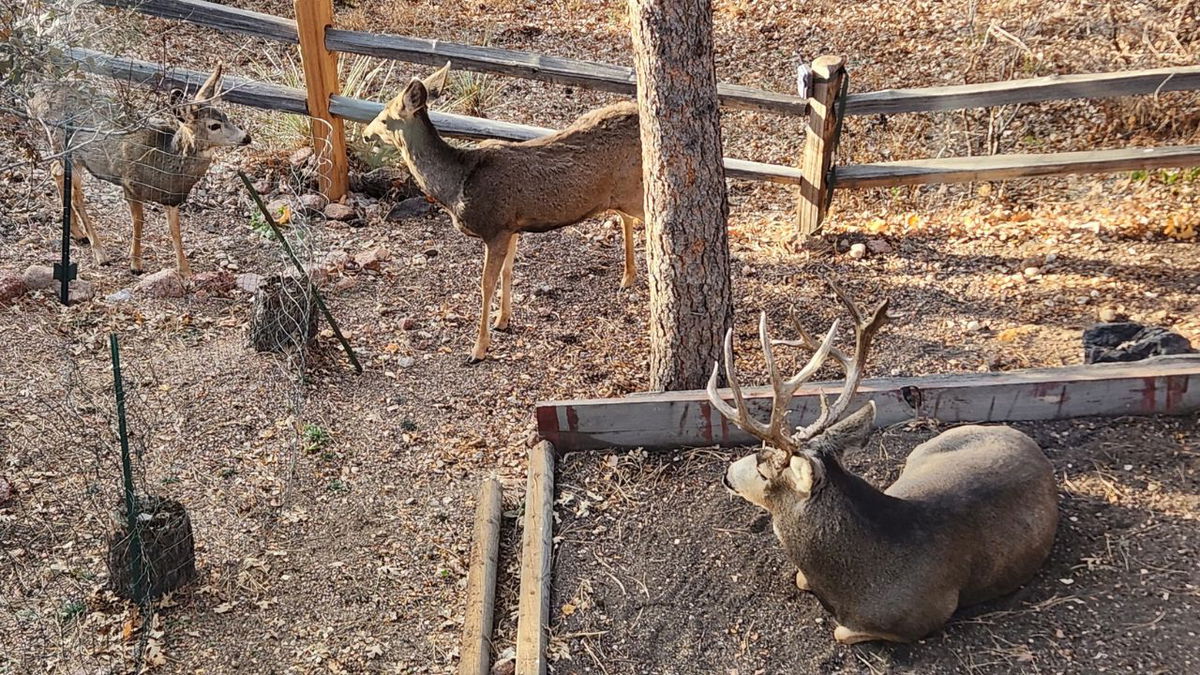 A buck a two does photographed Nov. 6, 2023 in Colorado Springs.