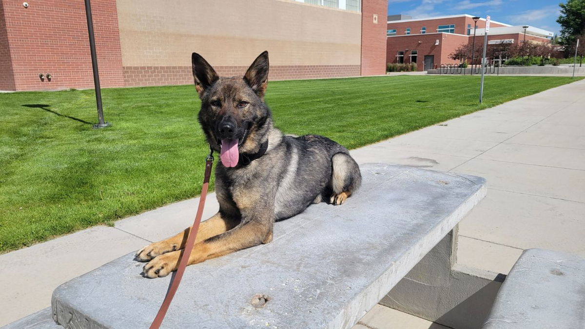 CCPD K9 Kassio