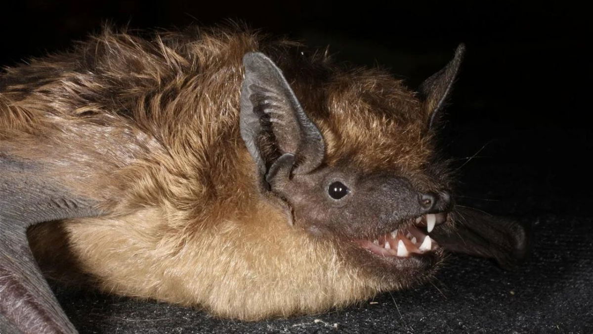 The information on bat mating behavior could help with efforts to come up with a way to artificially inseminate endangered bat species.
