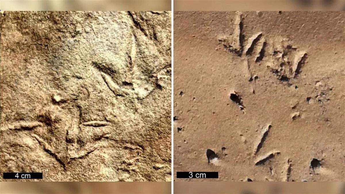 Birdlike three-toed fossil footprints that date back more than 210 million years were created by bipedal reptiles, according to a new analysis. Fossilized Trisauropodiscus tracks (left) and modern bird tracks (right) are shown.
