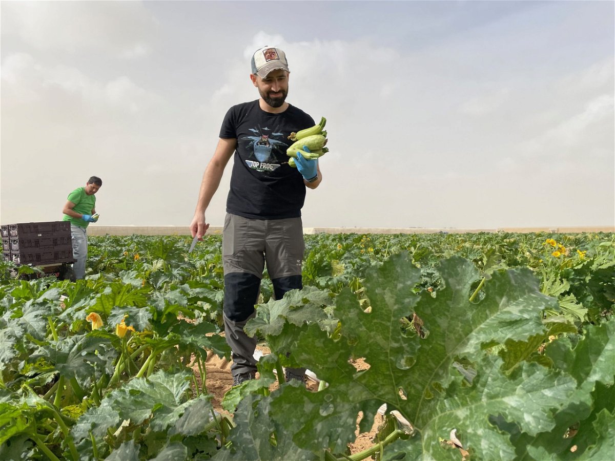	Farm volunteer Danny Parizada picks zucchini just a few kilometers from the perimeter fence that separates Israel from Gaza.