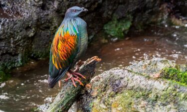 Black River Gorges National Park