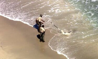 Members of the Florida Fish and Wildlife Conservation Commission wrangled an alligator that sent swimmers scrambling to dry land in Hillsboro Beach