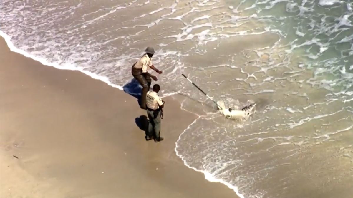 <i></i><br/>Members of the Florida Fish and Wildlife Conservation Commission wrangled an alligator that sent swimmers scrambling to dry land in Hillsboro Beach