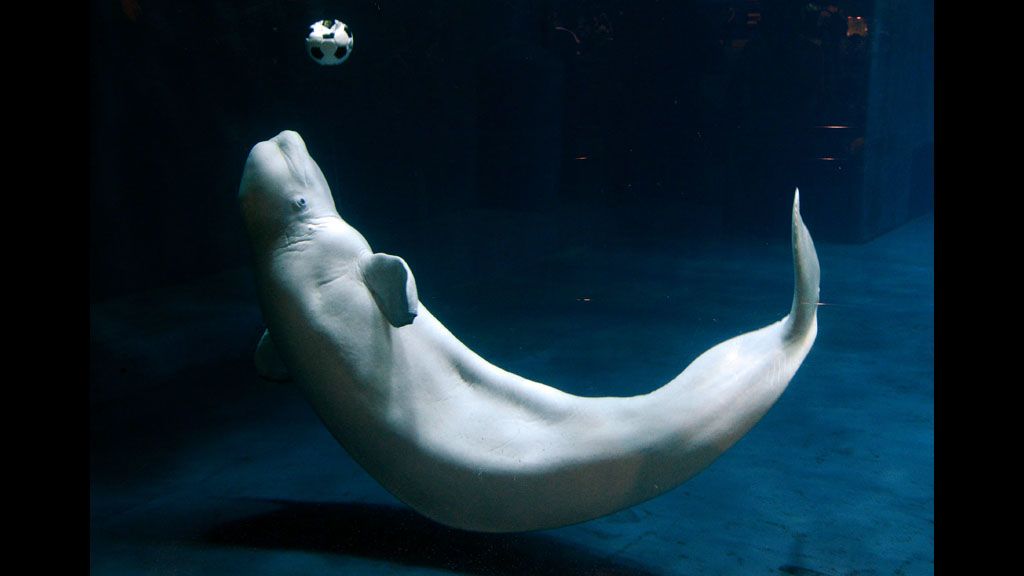 <i>MARK RALSTON/AFP/Getty Images</i><br/>A beluga whale plays with a soccer ball at the Beijing Aquarium in China.