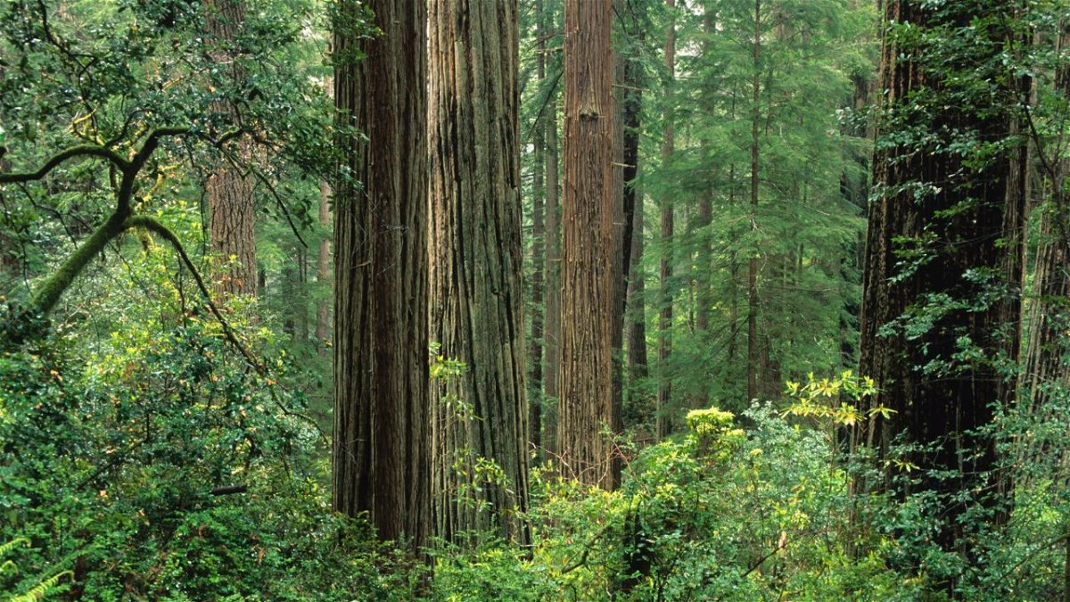 The Biden administration on Tuesday proposed new steps to conserve and restore the nation’s old-growth forests. Pictured is an old-growth coast redwood forest in California's Prairie Creek Redwoods State Park.
