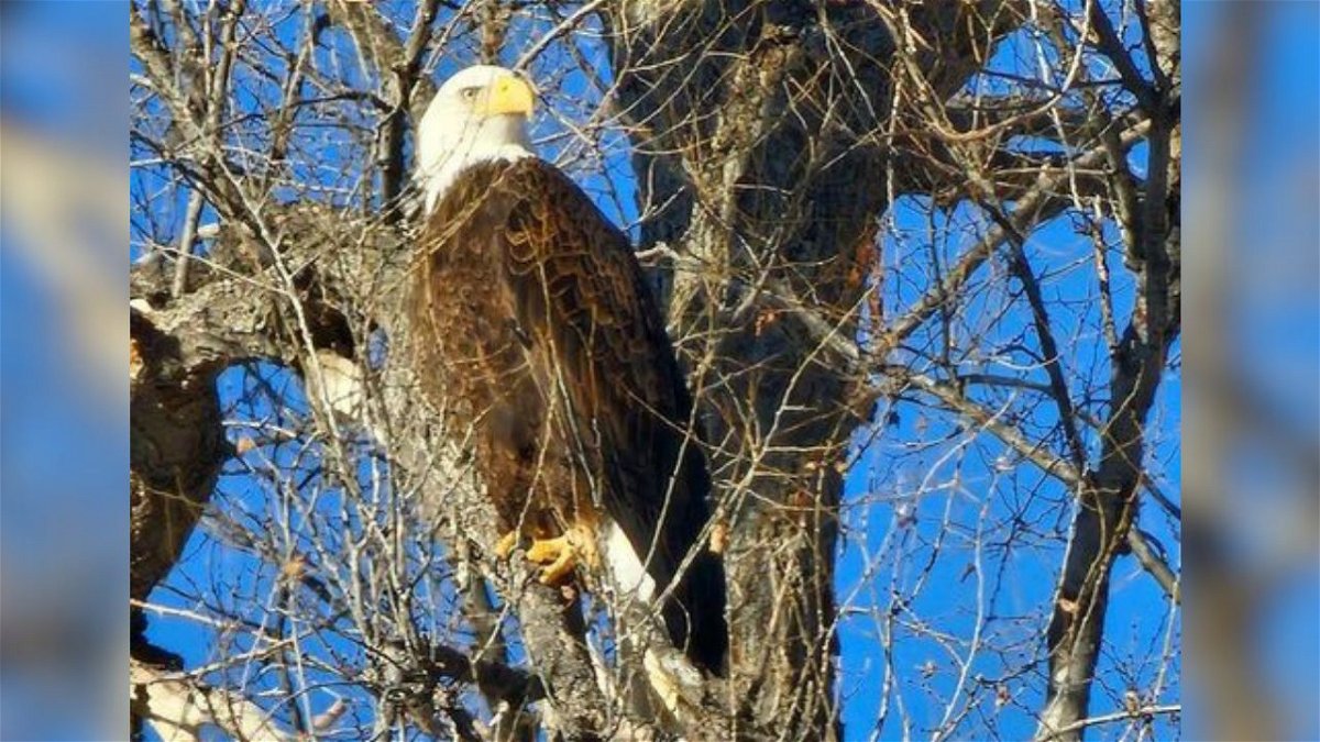 One of the eagles spotted during the survey at John Martin Reservoir
