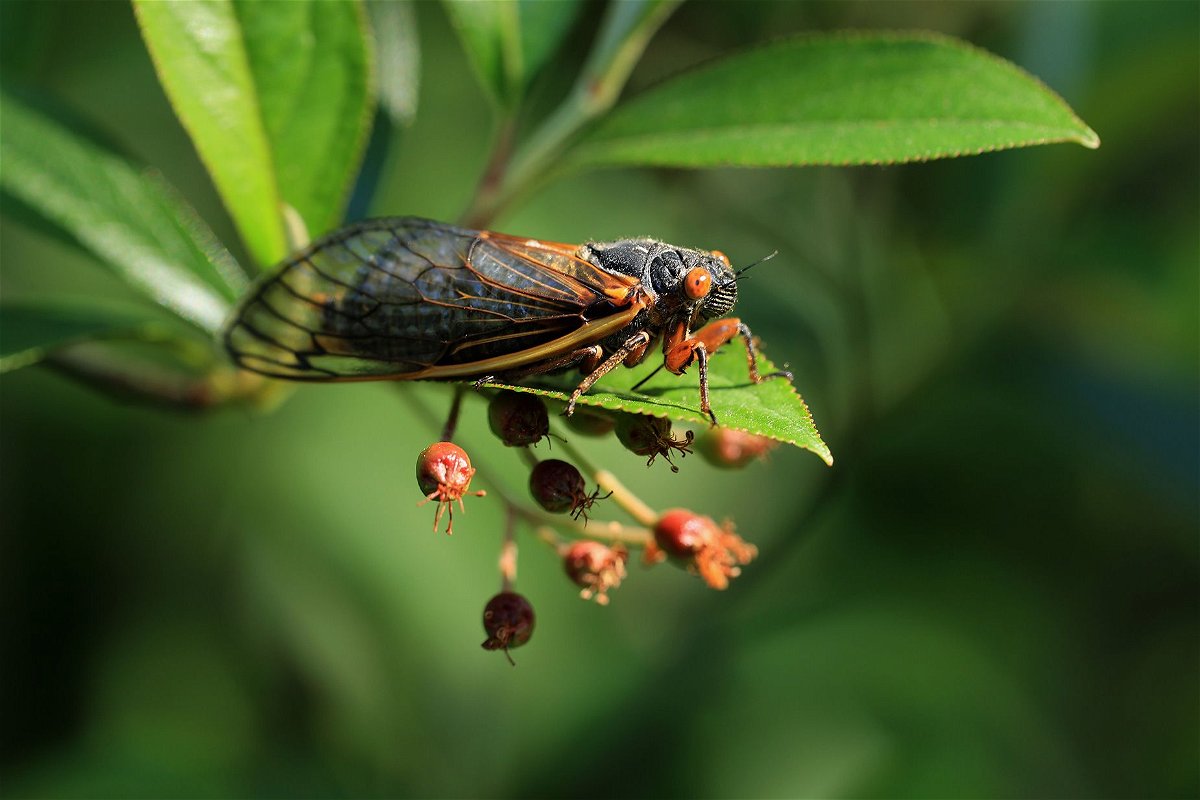 Billions of cicadas are set to appear in a rare ‘double brood emergence ...