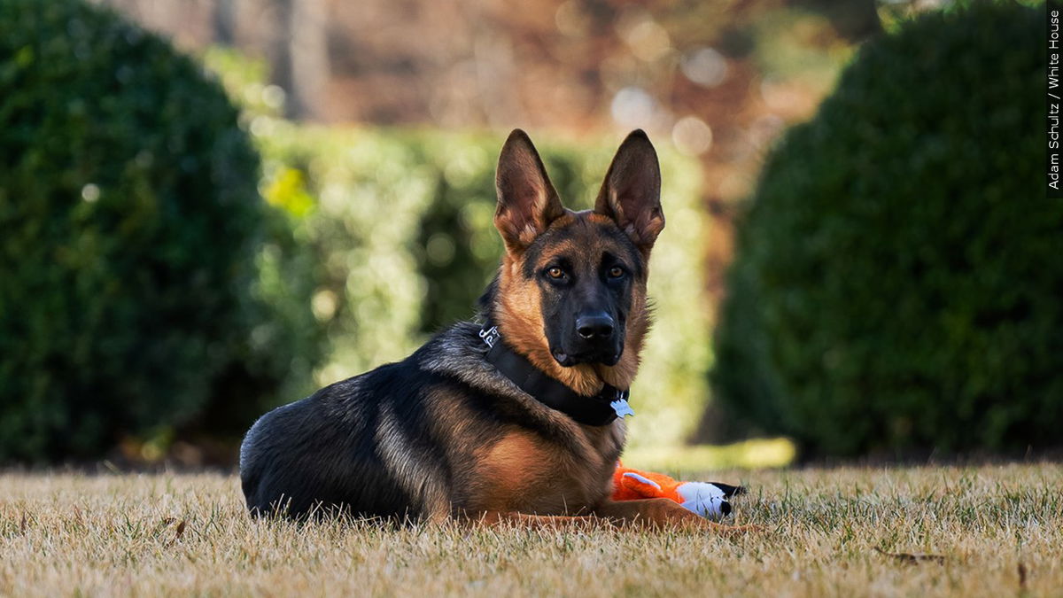 Bidens’ dog, Commander, bit Secret Service personnel in at least 24 ...