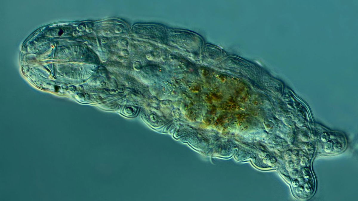 A microscopic tardigrade, or water bear, appears in its active state.
