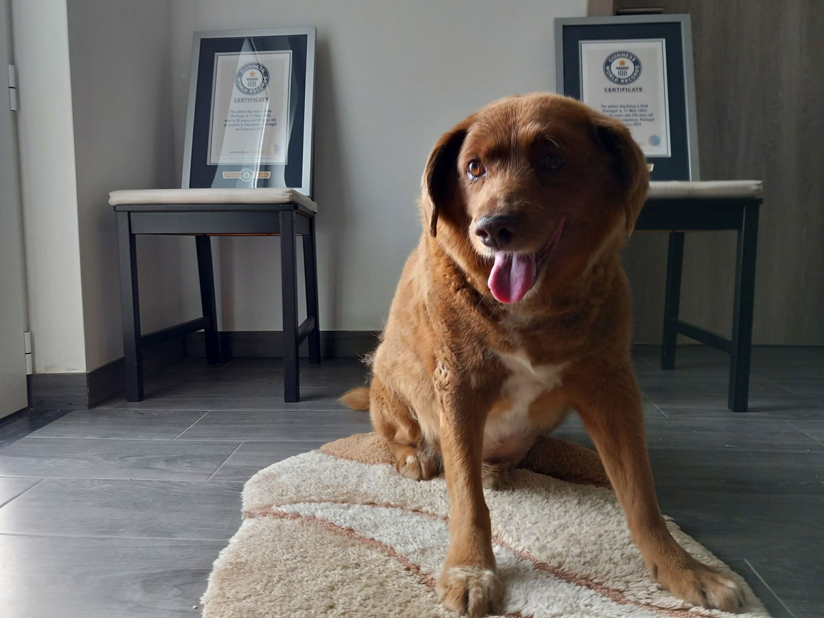 <i>Jorge Jeronimo/AP via CNN Newsource</i><br />Bobi pictured with his Guinness World Record certificates in May 2023.