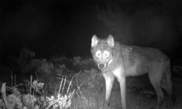 A wolf seen through night vision equipment