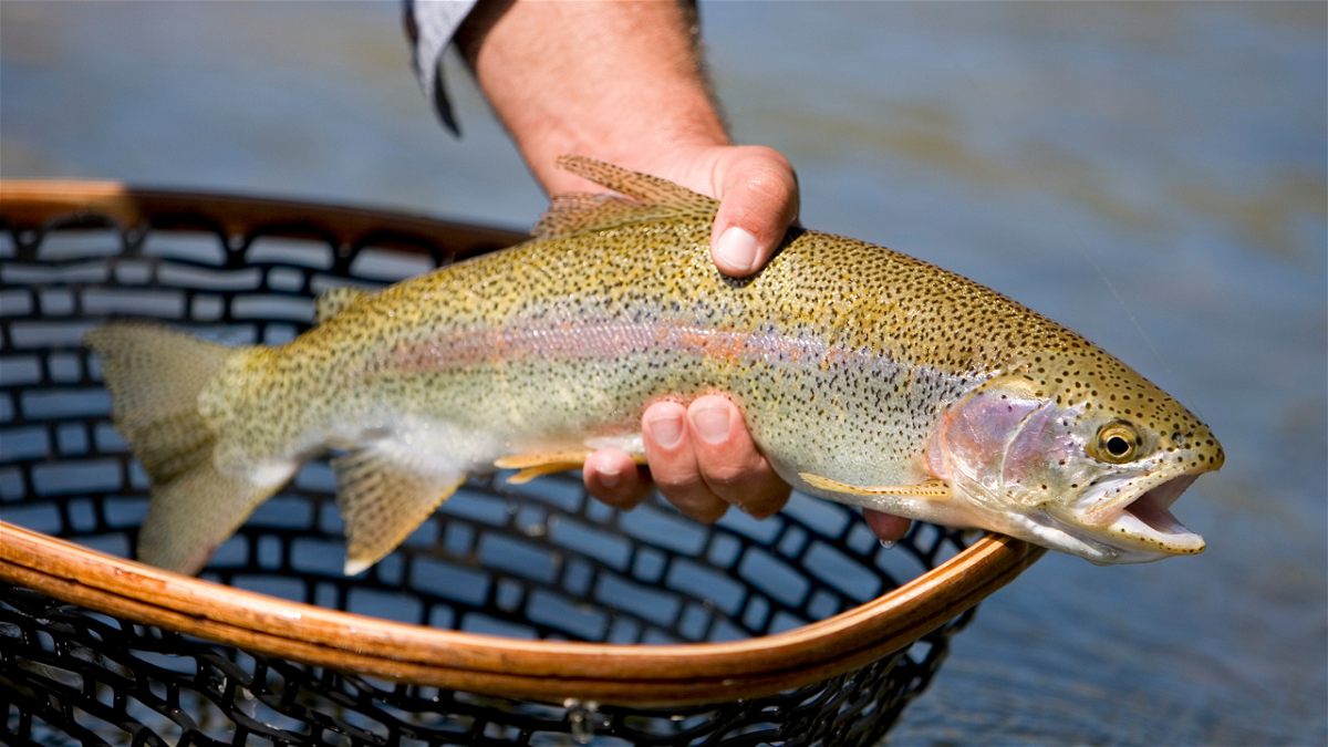 2024 fishing licenses available online and in stores