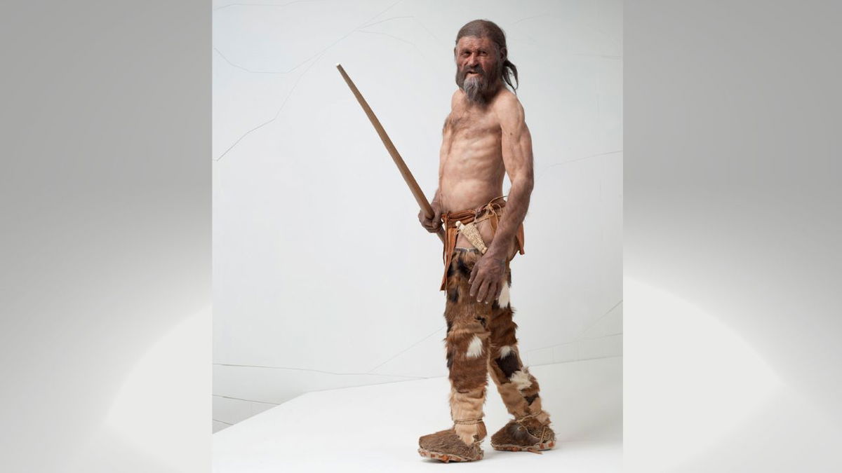 A reconstruction of Ötzi the Iceman is on display at the South Tyrol Museum of Archaeology. Based on his DNA, scientists now believe he had dark skin and eyes and may have been bald.
