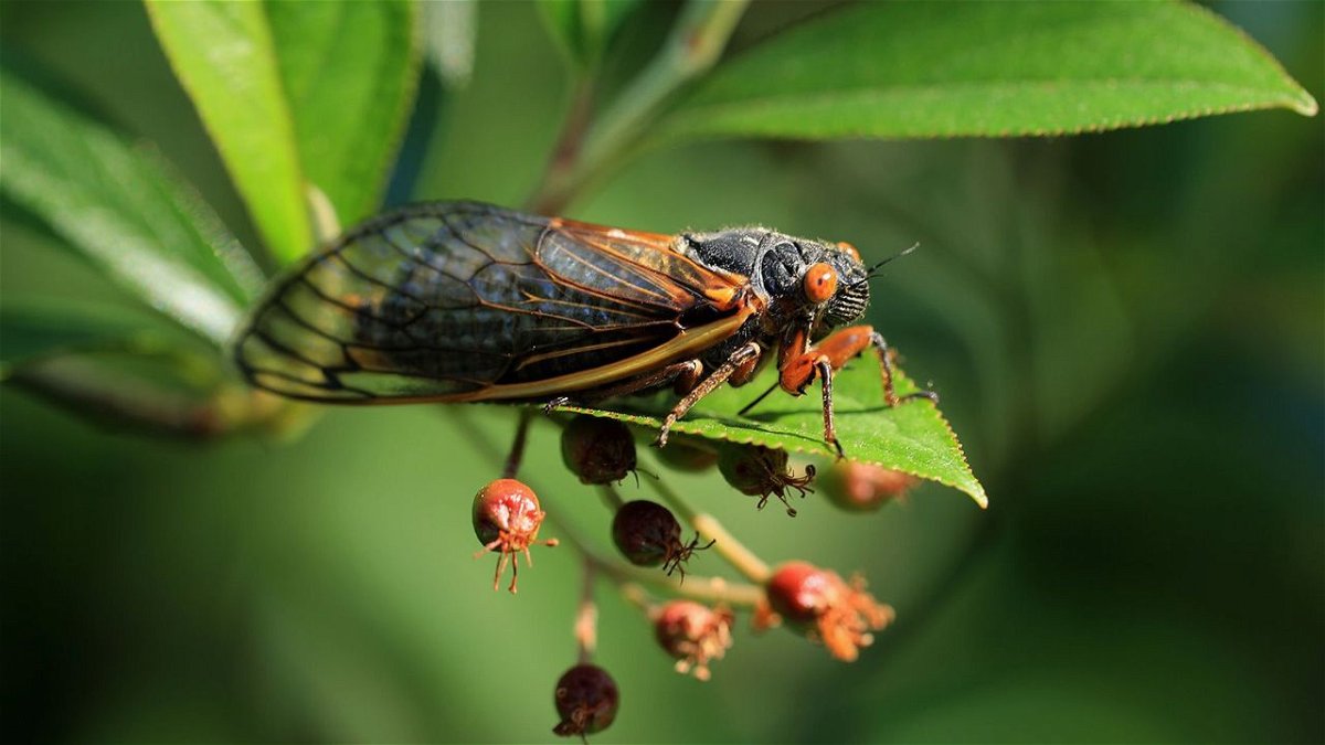 A periodical cicada — a member of Brood X — clings to a plant in May 2021 in Takoma Park, Maryland. Cicadas are divided into groups called broods based upon when they emerge.
