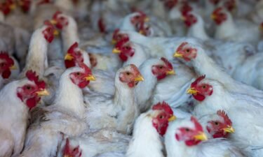 The H5N1 avian flu virus has been causing outbreaks among poultry in the United States