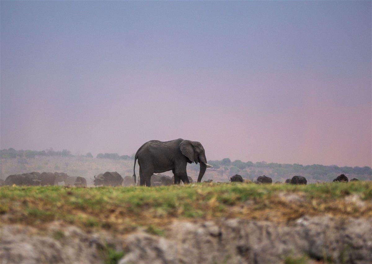 <i>Murat Ozgur Guvendik/Anadolu/Getty Images via CNN Newsource</i><br />An elephant is seen at the Chobe National Park in Kalahari desert at Kasane