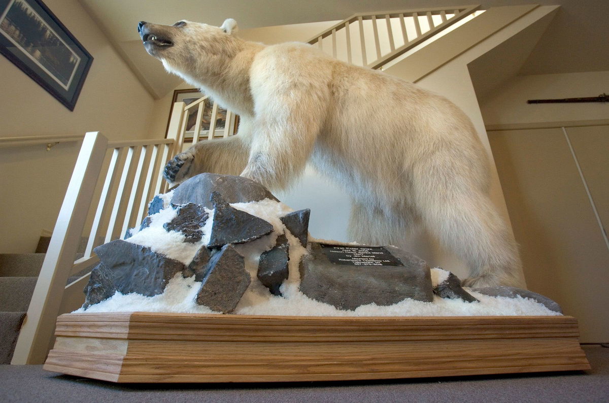 <i>Troy Maben/AP via CNN Newsource</i><br/>A mounted polar bear-grizzly bear hybrid in Glenns Ferry