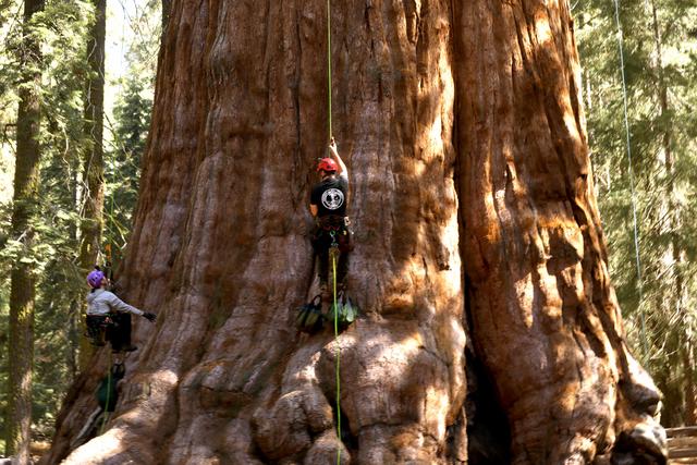 <i>KCBS/KCAL via CNN Newsource</i><br />Researchers based out of Northern California became the first people to climb one of the world's most famous trees.