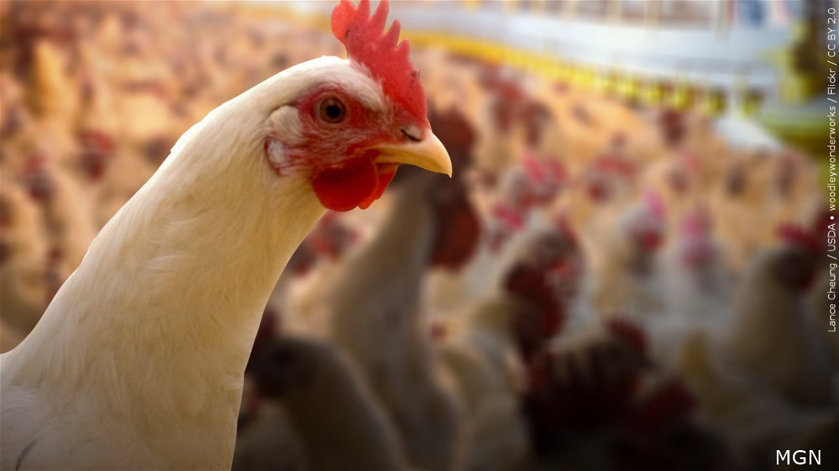 Bird Flu Outbreak Forces Killing of 4.2 Million Chickens in Iowa