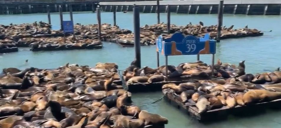 San Francisco Pier 39 seeing record number of sea lions | KRDO