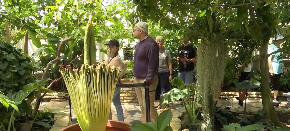 <i>WCCO via CNN Newsource</i><br/>Its rare bloom and smell that makes Horace the corpse flower earn its name.