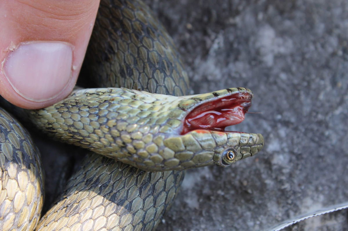 Dice snakes can smear themselves with feces and ooze blood from their mouths to deter predators.