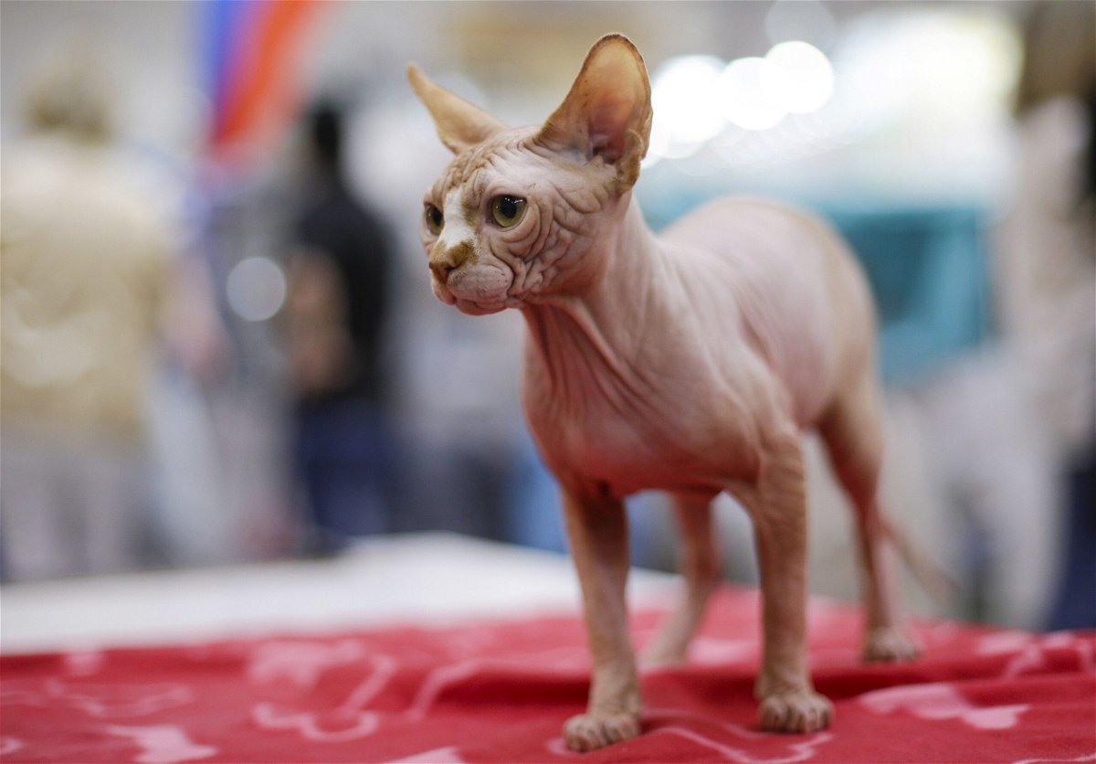 <i>Max Rossi/Reuters via CNN Newsource</i><br />Sphynx cats originated in Ontario
