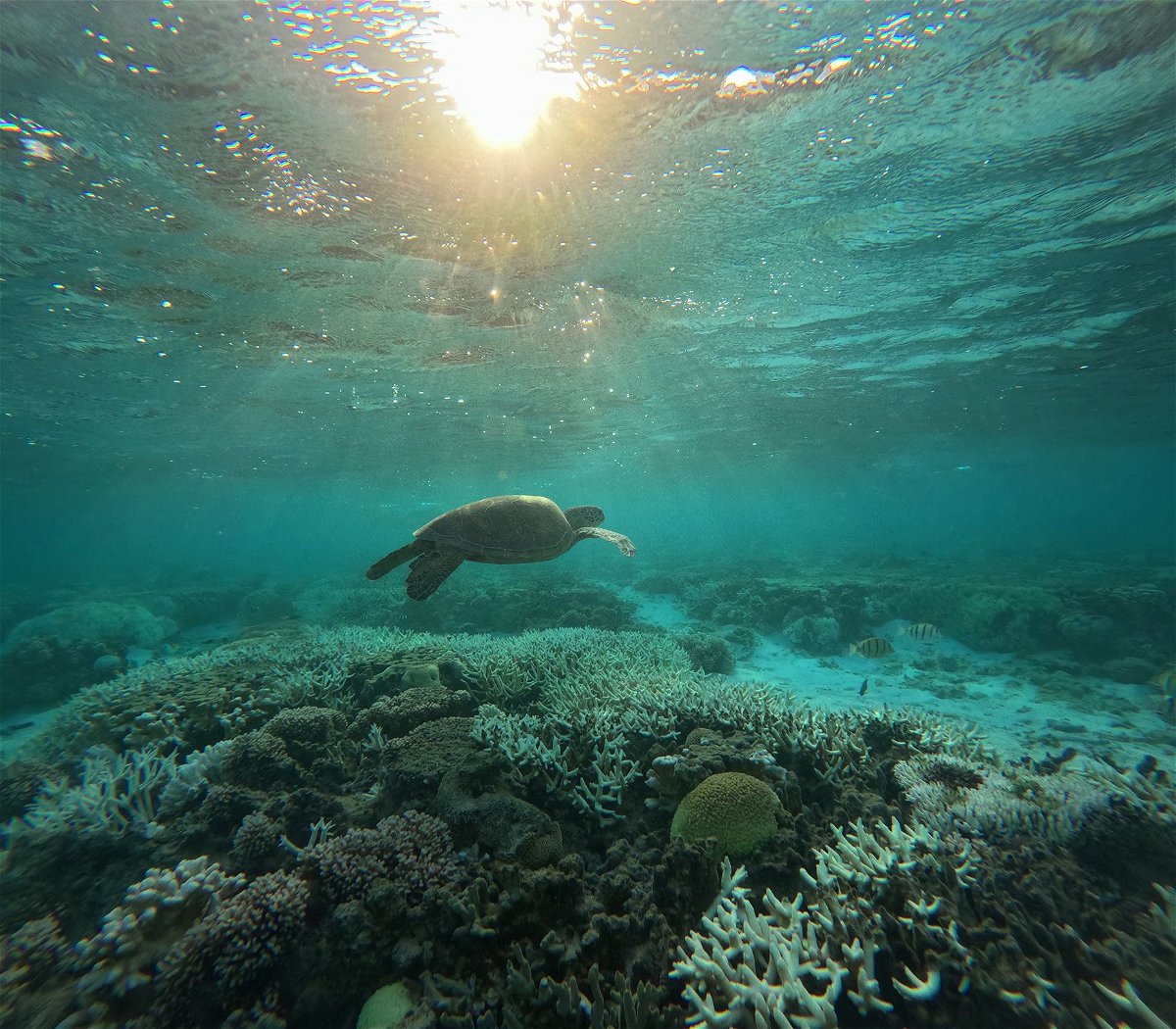 <i>CNN via CNN Newsource</i><br />A turtle swims in a shallow lagoon at Lady Elliot Island