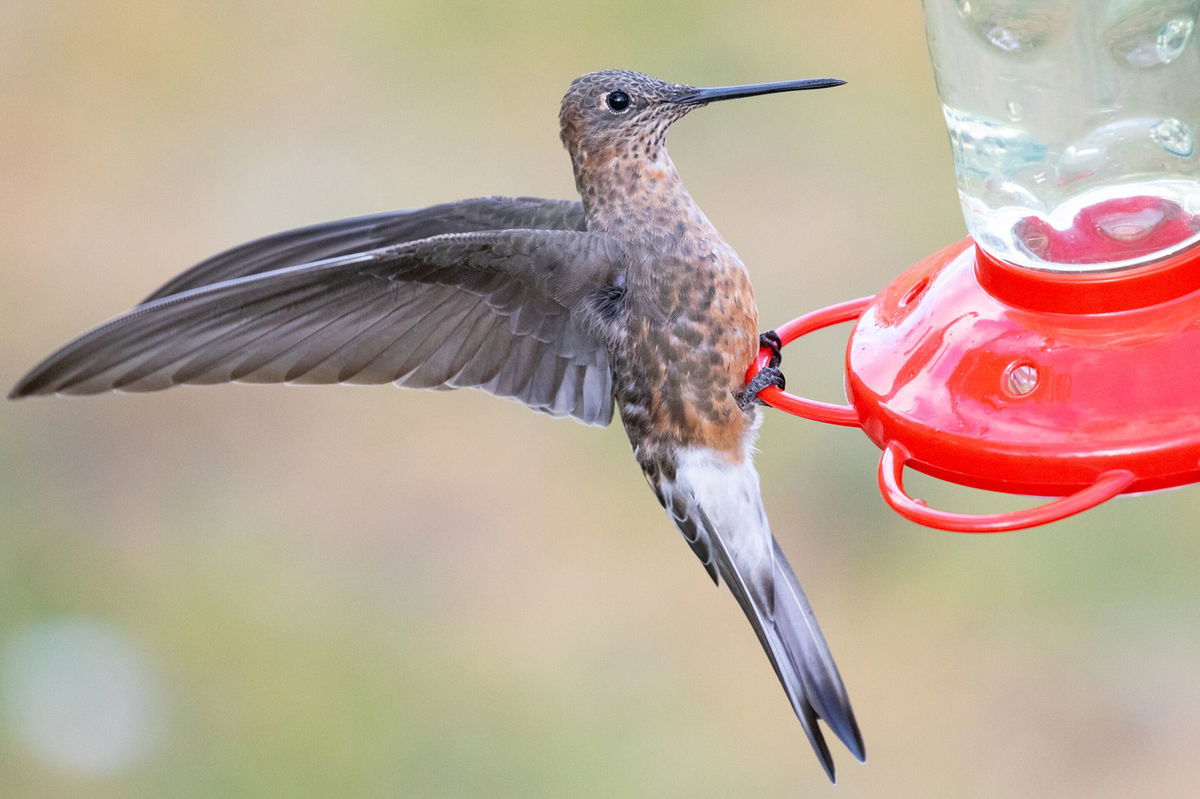 <i>Chris Witt via CNN Newsource</i><br />A southern giant hummingbird is seen flying from its breeding grounds in central Chile.