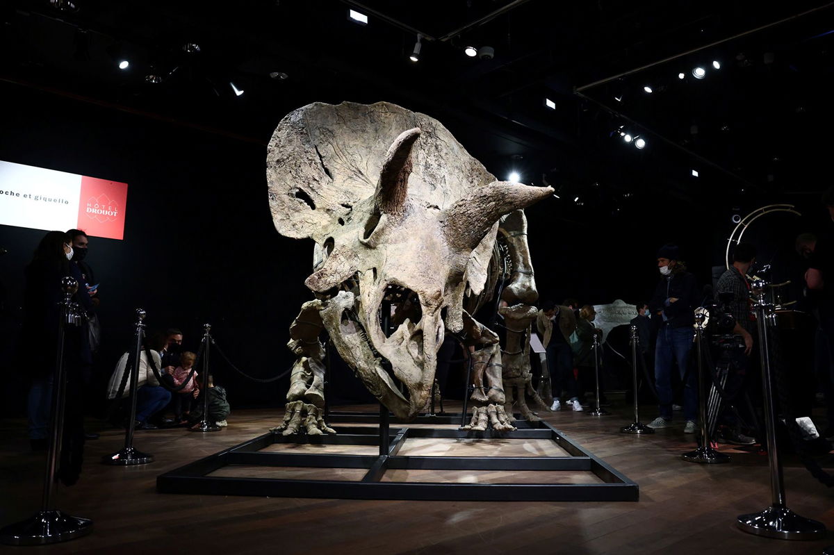 <i>Sarah Meyssonnier/Reuters via CNN Newsource</i><br />Visitors look at the skeleton of a gigantic Triceratops over 66 million years old