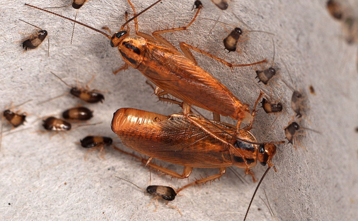 <i>Matt Bertone via CNN Newsource</i><br />German cockroaches communicate with one another about where to find food