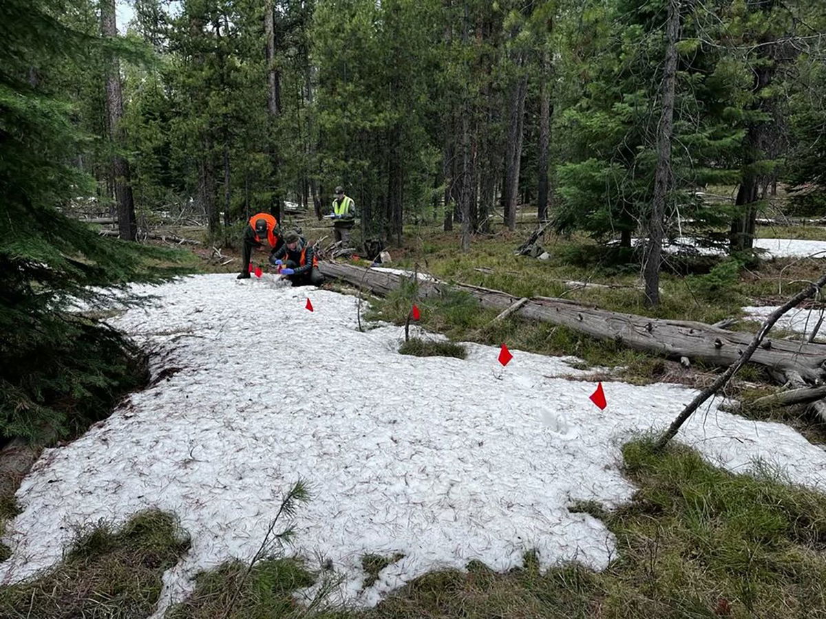 <i>NPS via CNN Newsource</i><br />Park rangers and wildlife biologists visited the site of the attack on May 20 to gather information.