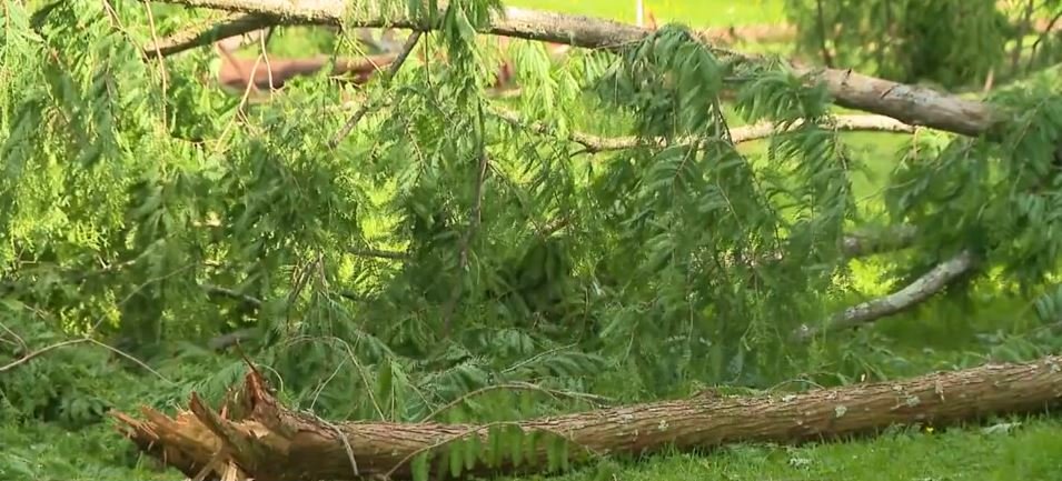 <i>WJZ via CNN Newsource</i><br/>A historic 60-year-old dawn redwood tree at Baltimore's Cylburn Arboretum was struck by lightning and exploded during Monday night's storm.